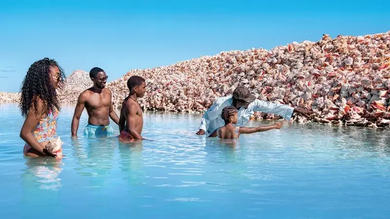 What Is Interesting About Beevitius Islands